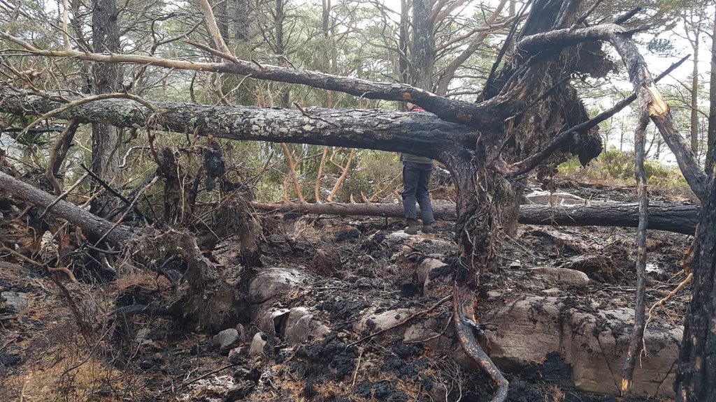 Many of the trees in the burnt area have now fallen over as the peat soil mostly burnt away