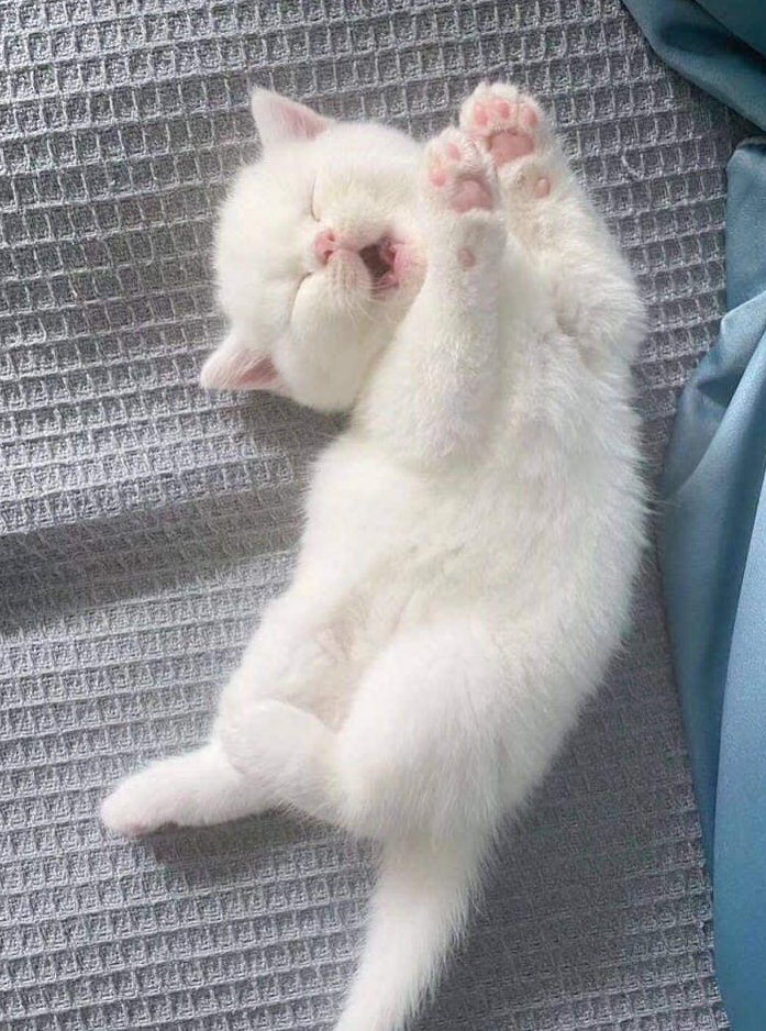 ShouldHaveCat's tweet image. 