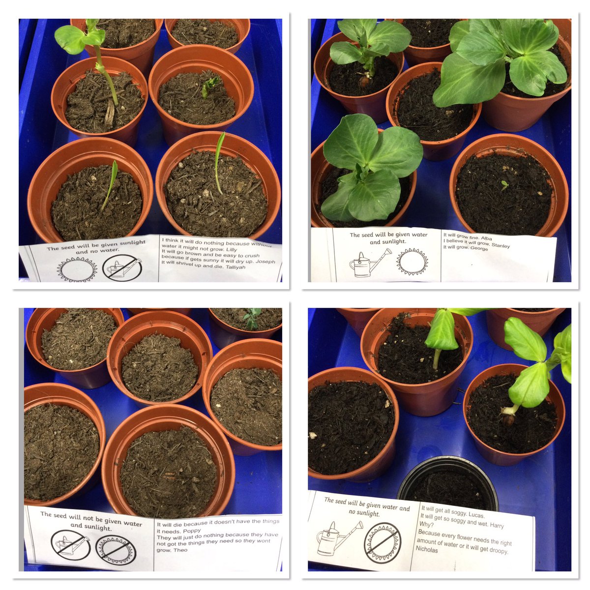 CCCRPrimary's tweet photo. In Year 2 we checked if our predictions had been correct. We measured the plants that had germinated and recorded the results. The children have taken their seeds home. It would be wonderful to see how they continue to grow. 🌱 #cccry2 #cccrscience https://t.co/Ep1WOCtIzC