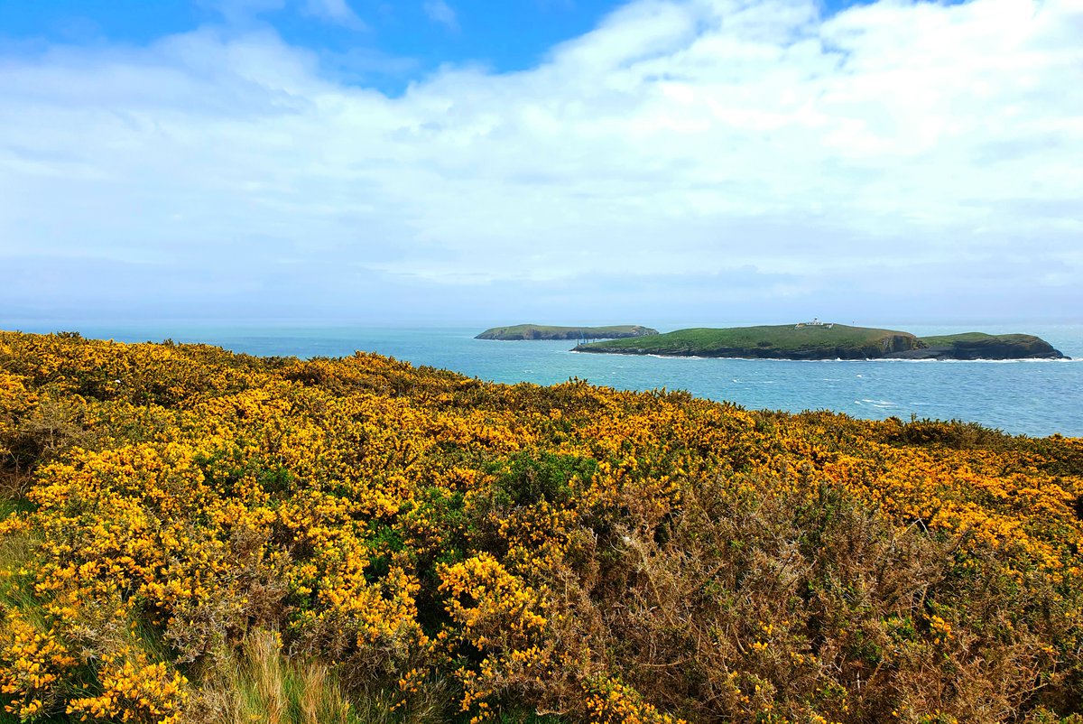 WriterRDavid's tweet image. Gorse headland and St Tudwal's Islands, Lleyn Peninsula 🏴󠁧󠁢󠁷󠁬󠁳󠁿

#wales #northwales #writerslife
#author