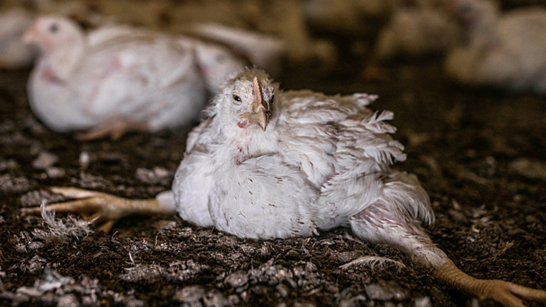 vgt_at's tweet photo. Qualzucht Masthuhn/Mastpute. Bei 30% der #Tiere brechen die Beine, bevor sie in den #Schlachthof kommen. Für diese Tiere ist ihre schiere Existenz bereits eine Qual. Es ist ihnen nicht möglich sich zu bewegen oder zu gehen, ohne Schmerzen zu haben. 
Photo: @WeAnimals https://t.co/vQPwVA4yNo