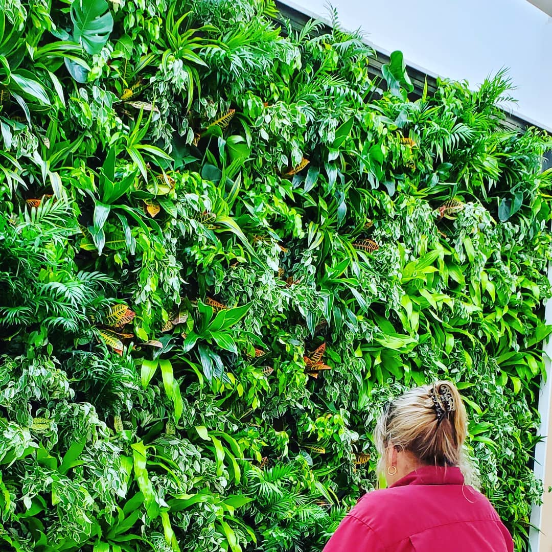 GroupNedlaw's tweet photo. Check out this #Stunning double wall design by @wightco at a Chicago area high school!
Clean air, naturally 🌱
#biofilter #nedlaw #greenwall #sustainable #hydroponics #greendesign  #biowall #plantwall #landscapearchitecture #urbandesign #interiordesign #green #Chicago #education https://t.co/lVUTqyMCTm