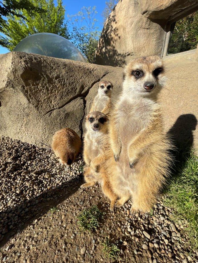 A group of meerkats is called a mob! From back to front, Bert, Santana &amp; Zevon soak up the sun! #meerkatmonday