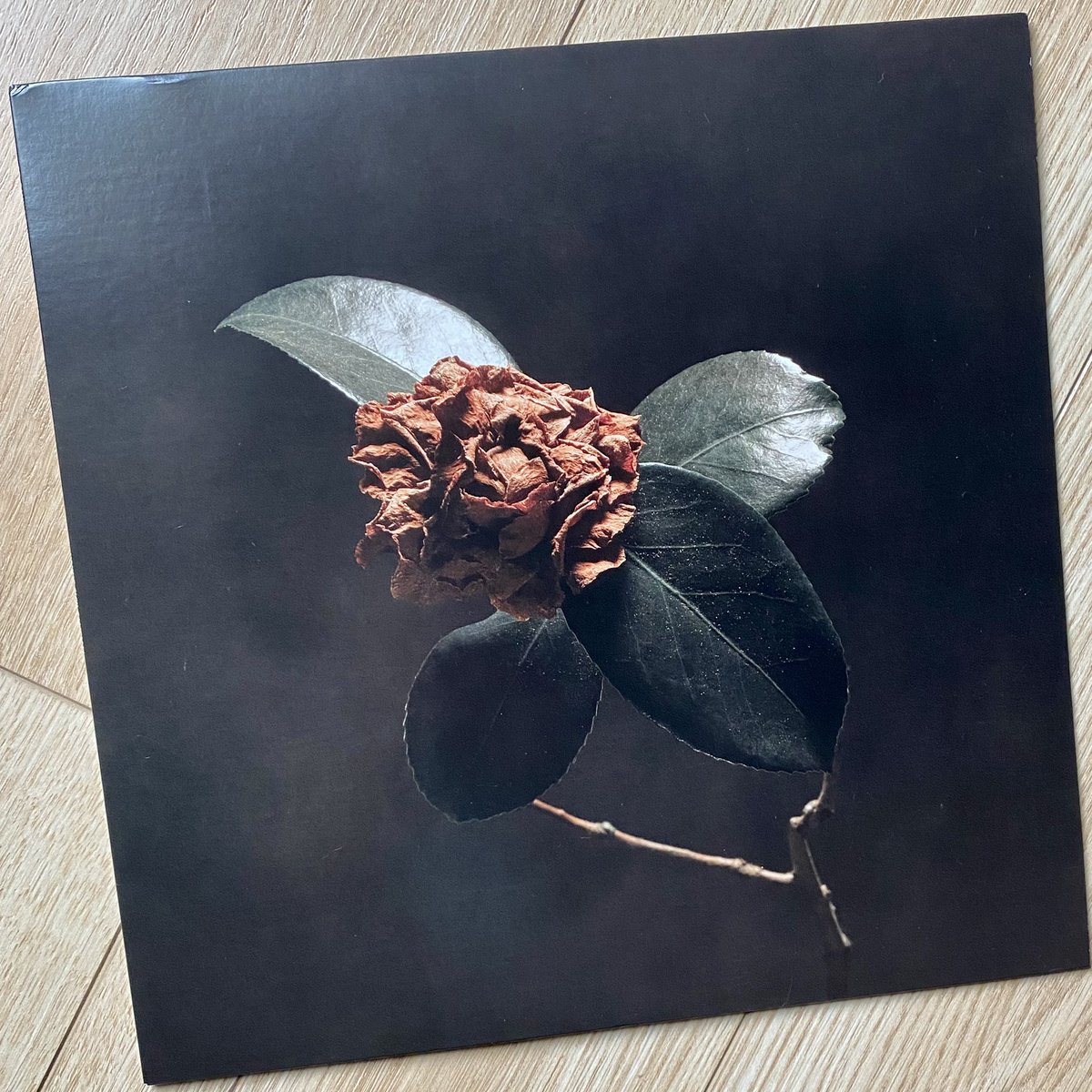 CMoneyKS's tweet photo. #NewVinylMonday @StP_BrokenBones #YoungSickCamellia #PaulJaneway #JessePhillips #AlGamble #BrowanLollar #AndrewLee #AllenBranstetter #ChadFisher #JasonMingledorff #JackSplash #HighFidelity #StereoSound #SoulMusic #NeoSoul #BirminghamAL #Vinyl #RecordsLLC #RedMusic #2018 https://t.co/ODqlIHAYYw