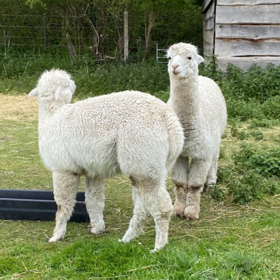 GodolphinSchool's tweet photo. Fun at the Farm. Lovely for our Sixth Form Boarders to spend some time @Salisburyfarm. 🐖 🐐🦙

#GodolphinSchool #GodolphinBoarding #GOBoard #SixthFormBoarding #WeekendActivities #Farming #Farms #FarmAnimals https://t.co/F0O9uEtnxP
