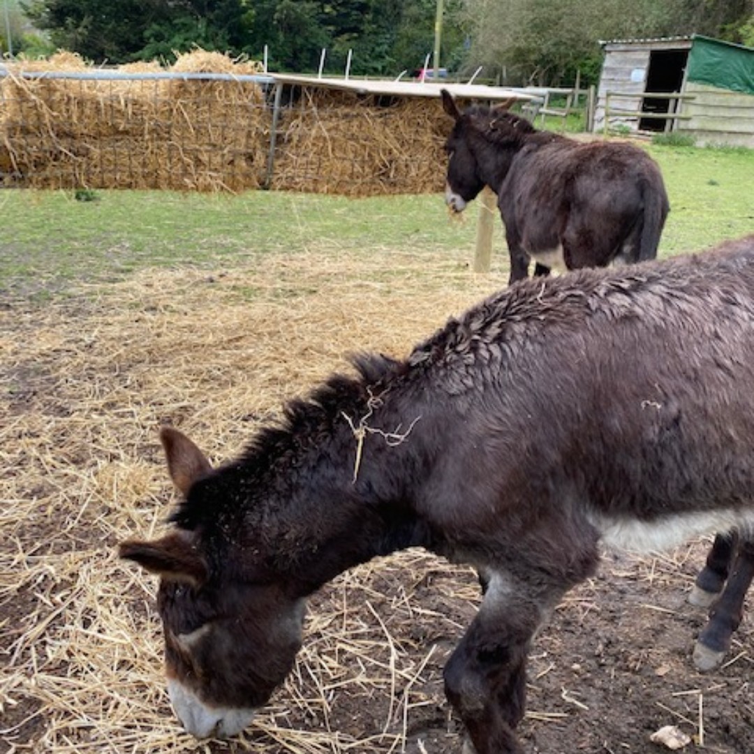 GodolphinSchool's tweet photo. Fun at the Farm. Lovely for our Sixth Form Boarders to spend some time @Salisburyfarm. 🐖 🐐🦙

#GodolphinSchool #GodolphinBoarding #GOBoard #SixthFormBoarding #WeekendActivities #Farming #Farms #FarmAnimals https://t.co/F0O9uEtnxP