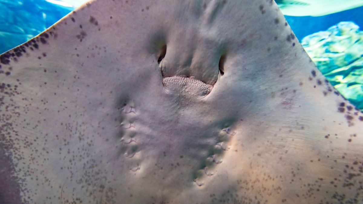 RipleysAquaCA's tweet photo. When you're trying to take a nice photo of Ray Bay and a southern stingray has other ideas! Usually they spend much of their time buried in soft sand using electrical senses to look for prey - but this morning we get a very nice hello!
#featuredfish https://t.co/LR6eYMB3yJ