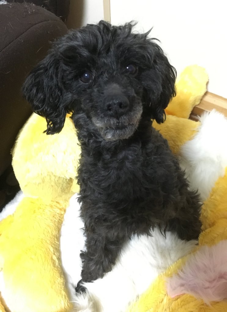 声帯切除 Twitter Search Twitter