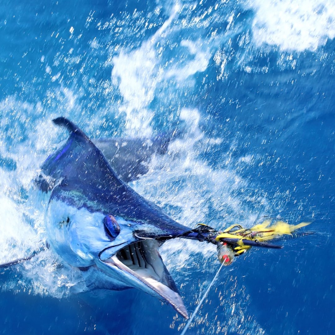 atlanticrt's tweet photo. We are excited to sponsor the South Florida Blue Marlin Challenge. The tourney takes place from June 16-20 and is bringing competitive blue marlin fishing back to Sofla There is still time to register but spots are filling up fast! #fishingtournament #marlinfishing #bluemarlin https://t.co/H1ncDtnlk7