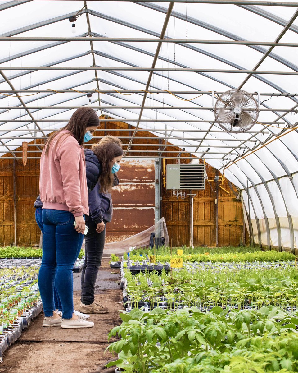 Un petit aperçu des 25 variétés de semis bios qui atterriront dans quelques jours sur le Marché pour tous les jardins urbains de nos Lufavores!
🌱🌿🪴
A sneak peek of the 25 organic seedling varieties coming to the Marketplace in a few days for all our urban farming Lufavores.