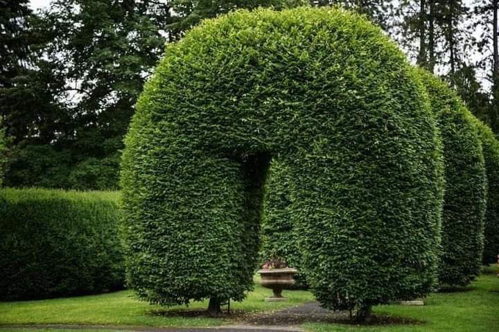 Туя думоза. Группа ровно подстриженных деревьев 6 букв. Группа ровно подстриженных деревьев 6 букв. Топиарная стрижка пирамида. Граб аллея.