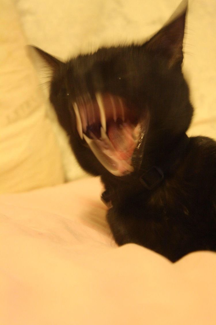 <a href="/eunwooluminx/">mapper</a> あいしてる 
我愛你 
사랑해요
Je t’aime
I love u
Jag älskar dig
ຂ້ອຍຮັກເຈົ້າ
Ich liebe Dich
Tôi yêu em
รักพี่แมพเป้อ 🤍🤏🏻