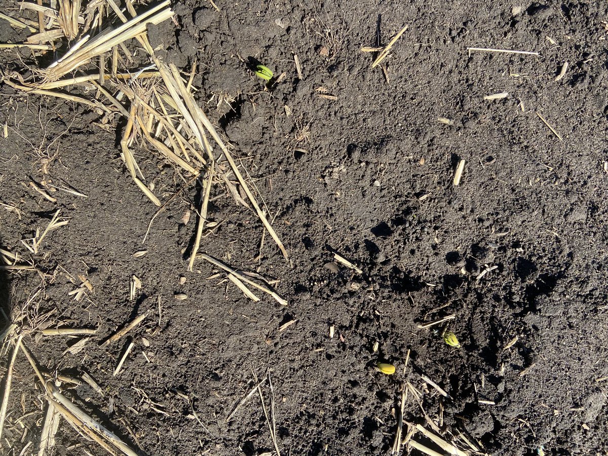Day 13 of #lupins project.  We have plants emerging, a little chilly welcome last night, -2 here with ice on top of puddles.<a href="/KoraltaAgri/">Galaxy Ag Ventures</a> <a href="/LikePulseCrops/">Mark Allan Olson</a> <a href="/AgCall/">AgCall</a>