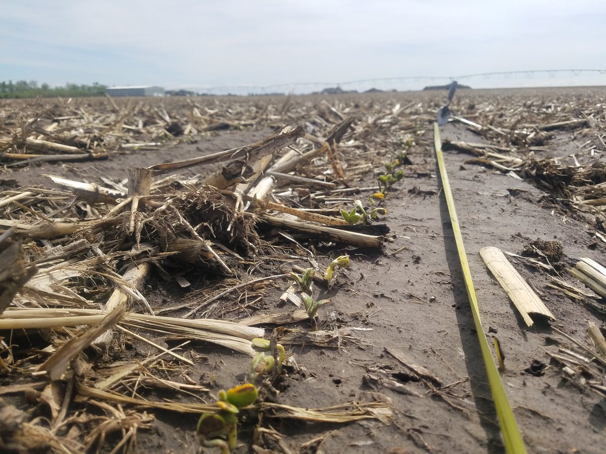 Brown soybeans in May for green soybeans in August.  #ILeVo