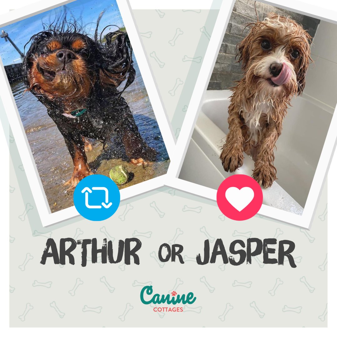 🐶💦 #𝗗𝗼𝗴𝗢𝗳𝗧𝗵𝗲𝗠𝗼𝗻𝘁𝗵 - 𝗧𝗵𝗲 𝗚𝗿𝗮𝗻𝗱 𝗙𝗶𝗻𝗮𝗹! 🙌

Help us find the UK's cutest 𝗪𝗲𝘁 𝗗𝗼𝗴:
🔁 RETWEET to vote for Arthur
❤️️ LIKE to vote for Jasper

Votes will be counted after 24 hours - good luck in the #competition both! 🥰
