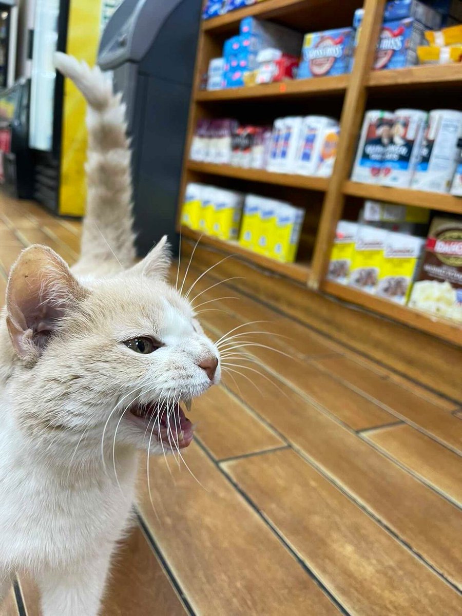Bodegacats_'s tweet photo. https://t.co/drQSVud7QT