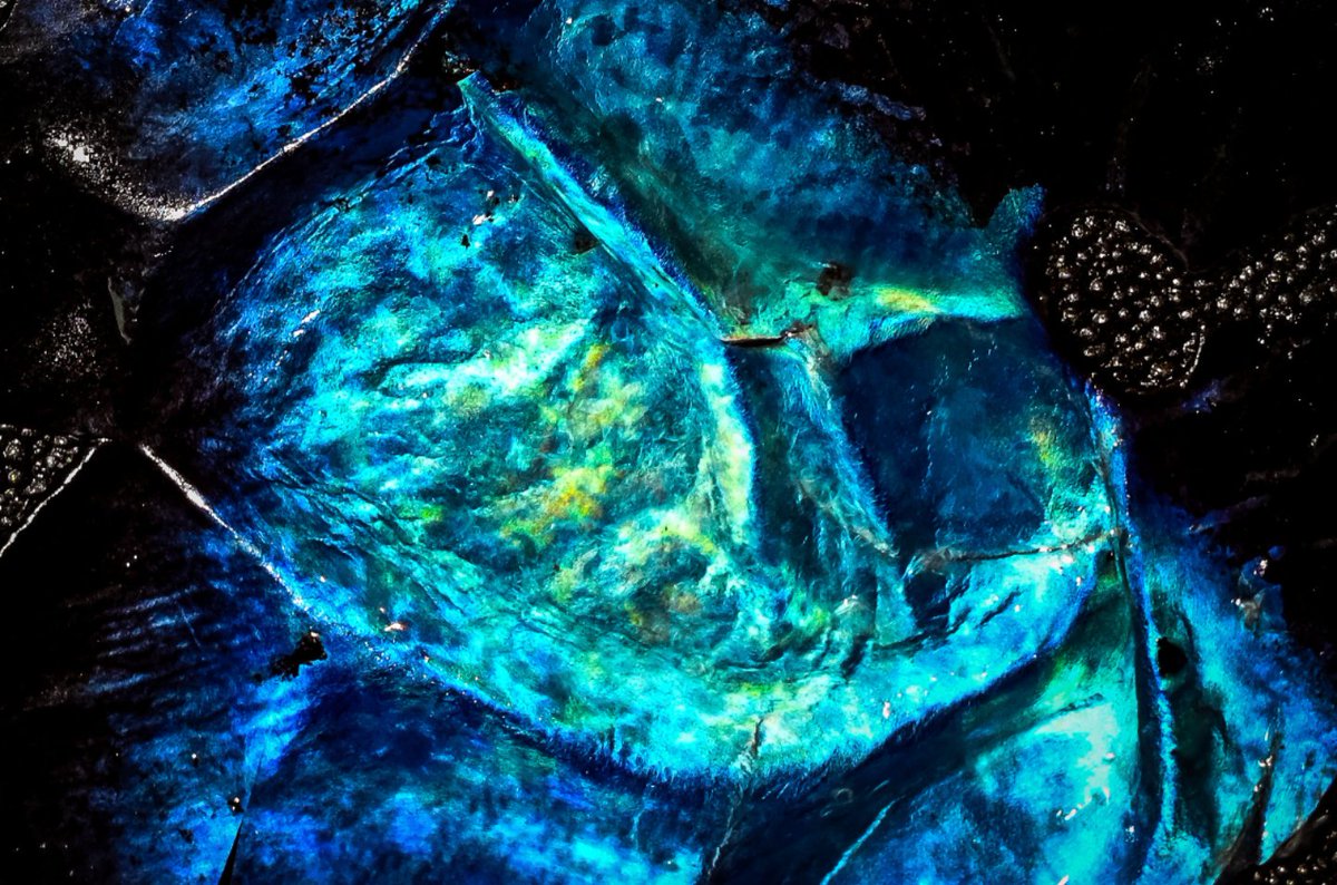 general_reevus's tweet photo. @CanonUSAimaging A few days ago, I was conducting a lab experiment for my anatomy class and snapped this photo of a tapetum lucidum. #CanonFavPic https://t.co/ib5cohlqPu