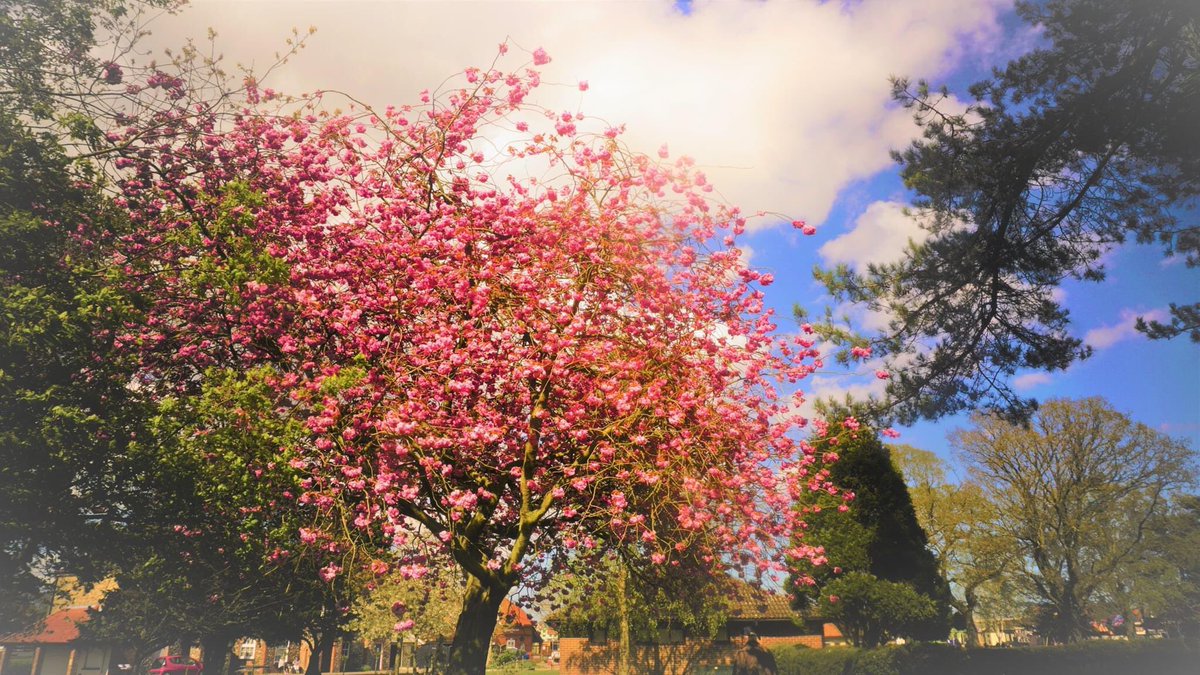 MatthewClive's tweet photo. Nature pics #springuk https://t.co/h9w6oK9LCq
