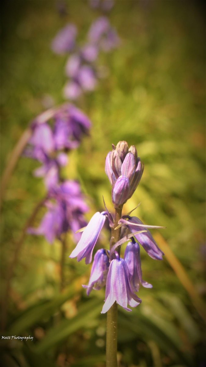 MatthewClive's tweet photo. Nature pics #springuk https://t.co/h9w6oK9LCq