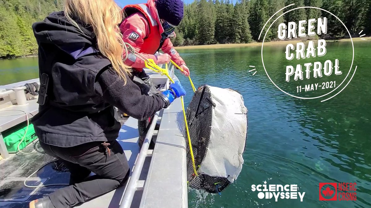 BamfieldMSC's tweet image. Patrollers, get ready! The hunt for invasive European green crabs begins soon - using our underwater drone &amp;amp; you can help!

On May 11, 1pm PDT, tune in as we broadcast live from Sarita Bay. 
Register for free: ow.ly/LTmn50EGxlT 

@Sci_Od
@NSERC_CRSNG
@inaturalist 
#BMSCLive