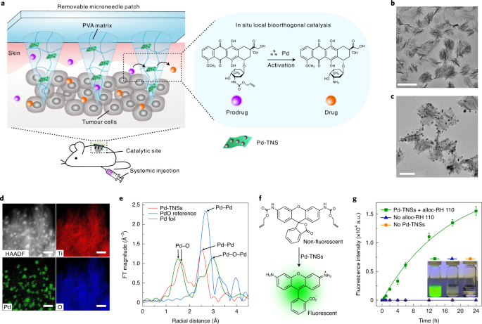 NatureNano's tweet photo. New content online: Bioorthogonal catalytic patch https://t.co/Z29FhTrldu https://t.co/rbow08zX3f