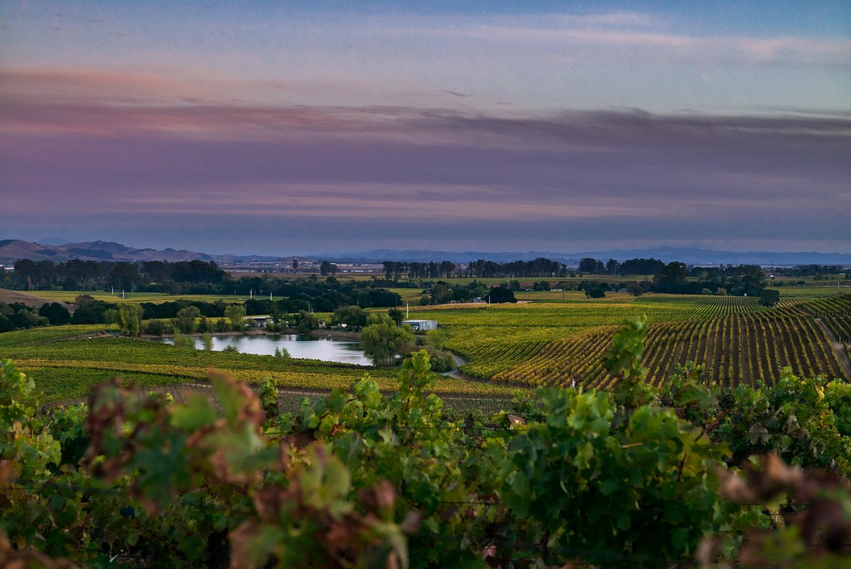 #Newsflash | Today we take you <a href="/HydeWines/">Hyde Estate Winery</a>, hailed as a Grand Cru calibre site famous for its #PinotNoir and #Chardonnay. Watch the video for an update on the 2021 vintage from #Carneros with Chris Hyde. bit.ly/3tueXMp