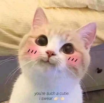 wwx is the manifestation of this one cat image i have in possession! he’s so precious but also so