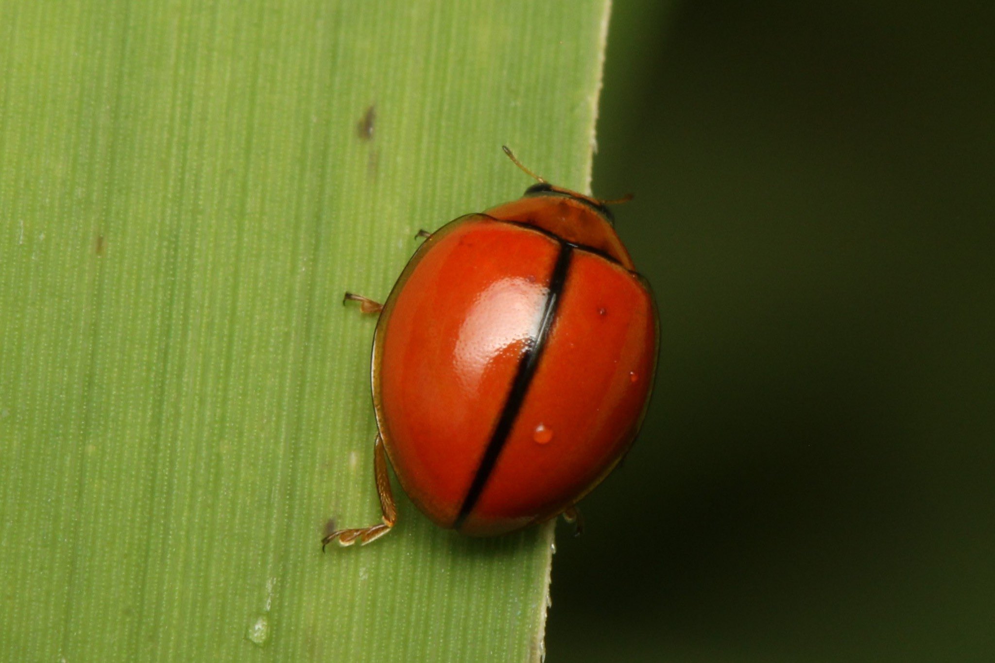 てんとうや A チャイロテントウ Micraspis Discolor Fabricius 1798 水辺に多い南方系の種 生体は鮮やかで 茶色という名前はあまり似つかわしくないような 走光性は強め 会合線に１本の黒条が入るため Aに採用しました T Co Kzw0auqkcz