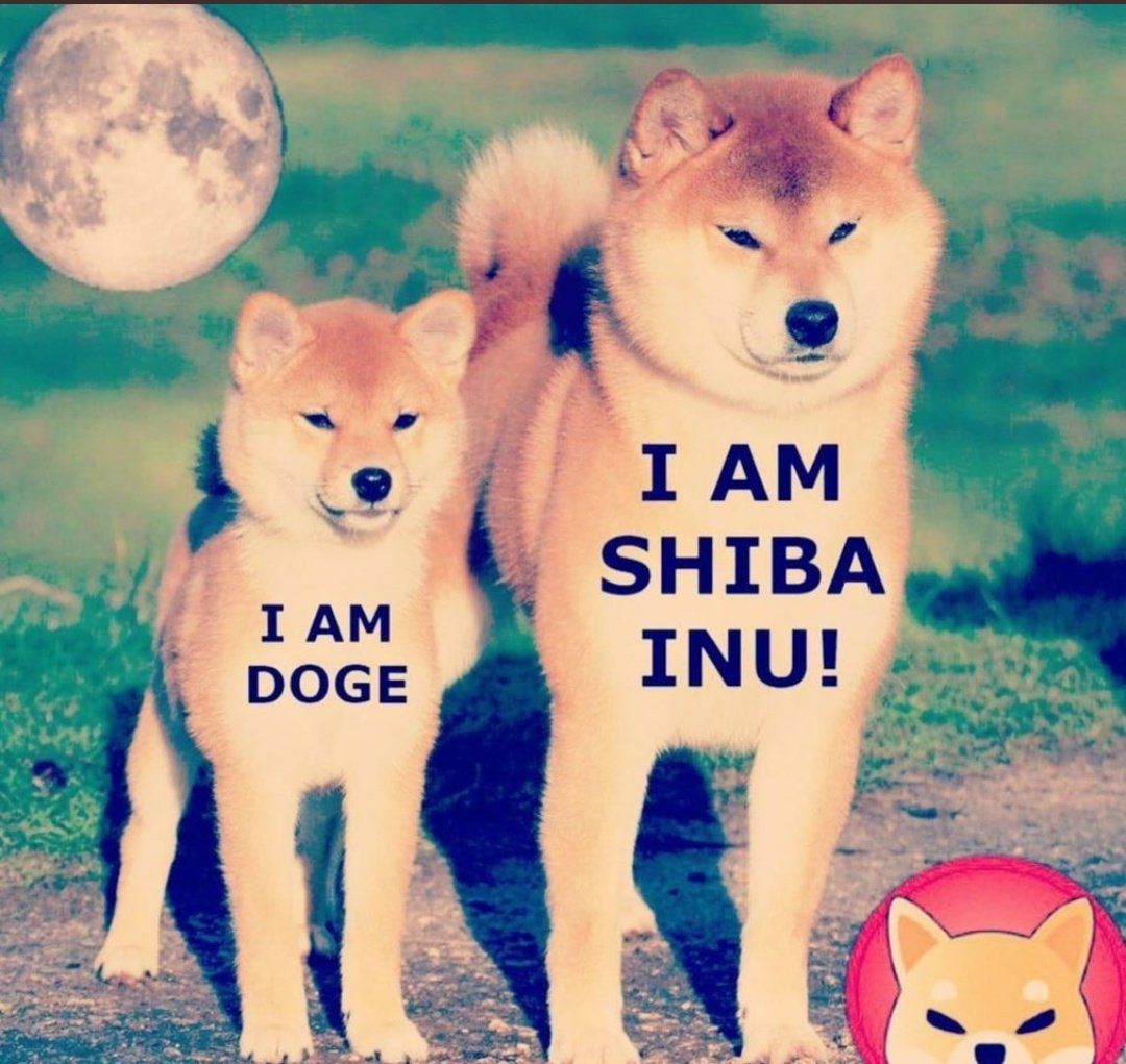 SHIB_community's tweet photo. #SHIBAINUTO1PENNY  #shiba #SHIBARMY 

Here we go https://t.co/HWf1KYepUI