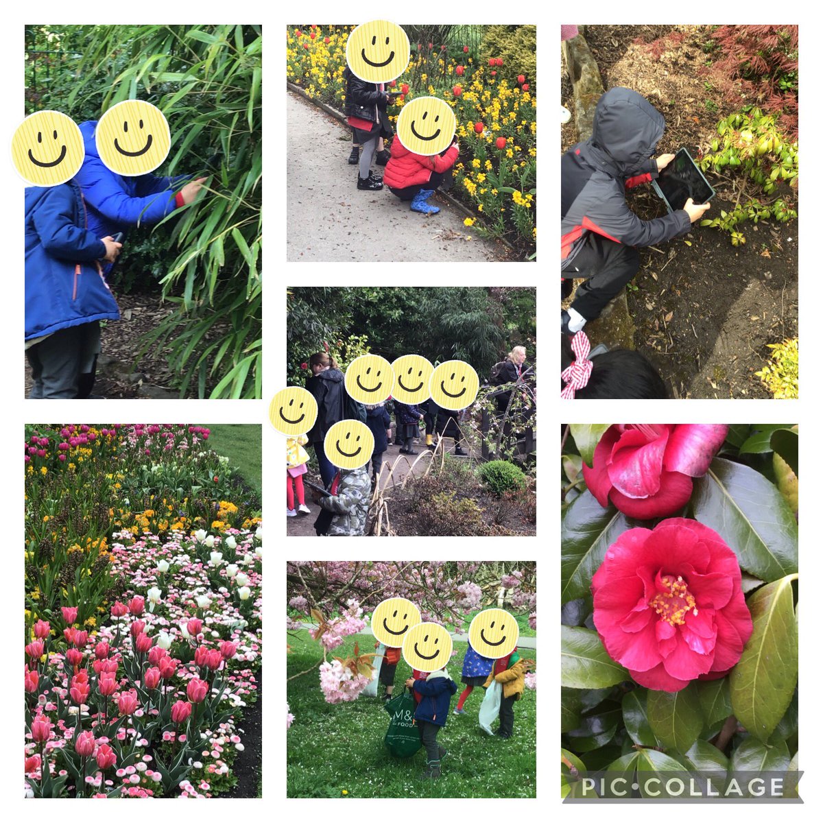 Year 1 @PrimaryWestern having a busy morning in the beautiful Valley Gardens. We’ve been taking pictures of plants for our Keynote presentations and collecting natural resources for our @goldsworthy_art inspired artwork later this week. #nature #valleygardens #loveyourlocalarea