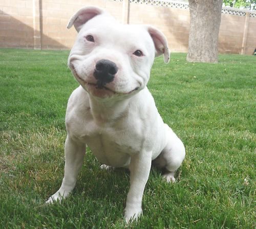 Van alle websites over (huis)dieren wereldwijd is doggydating.com nr.1!!! Dus de allerbeste bezochte!!! Van alle websites in totaal van Nederland staat DoggyDating in Nederland op de 3.455e plek en wereldwijd op de 226,929e plek. 
 bron: similarweb.com/website/doggyd…
