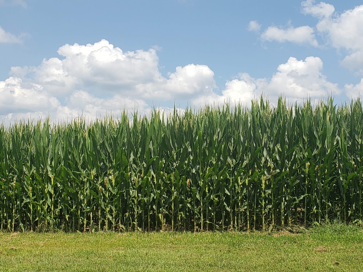 BLConservancy tweet media