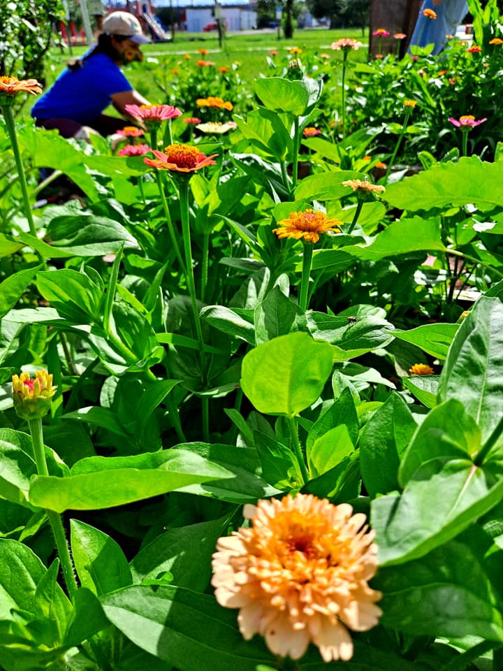 Grow Local South Texas tweet media