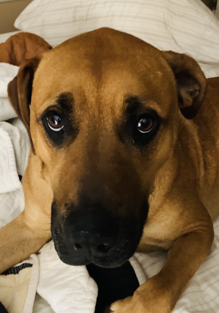 jspalding79's tweet photo. What is this rescued mutt trying to tell me ? #Teddy #SpoiledAlready https://t.co/PC25maM9KY
