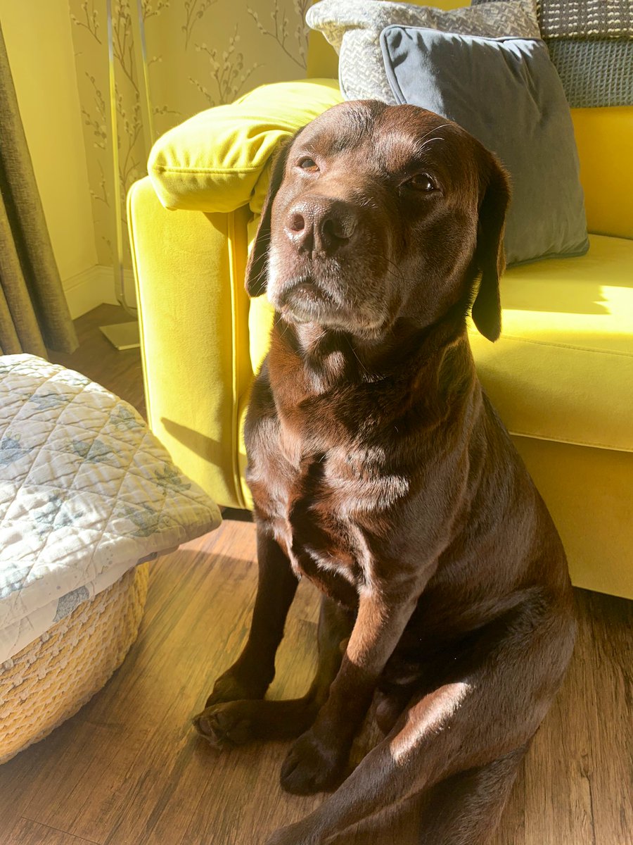 EscapedHere's tweet photo. They havenβt set in fully yet because his paws touched the beach, this morning but they will #postholblues https://t.co/5u4NEY5ION