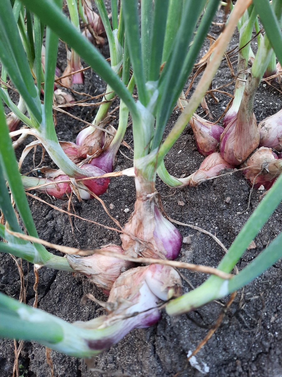 Ronafarm's tweet image. Twitt pertama Rona Farm, hasil bumi untuk memenuhi seisi negri.