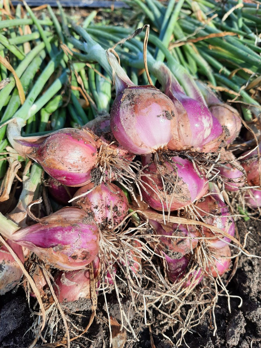 Ronafarm's tweet image. Twitt pertama Rona Farm, hasil bumi untuk memenuhi seisi negri.