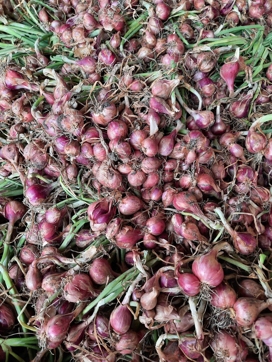 Ronafarm's tweet image. Twitt pertama Rona Farm, hasil bumi untuk memenuhi seisi negri.