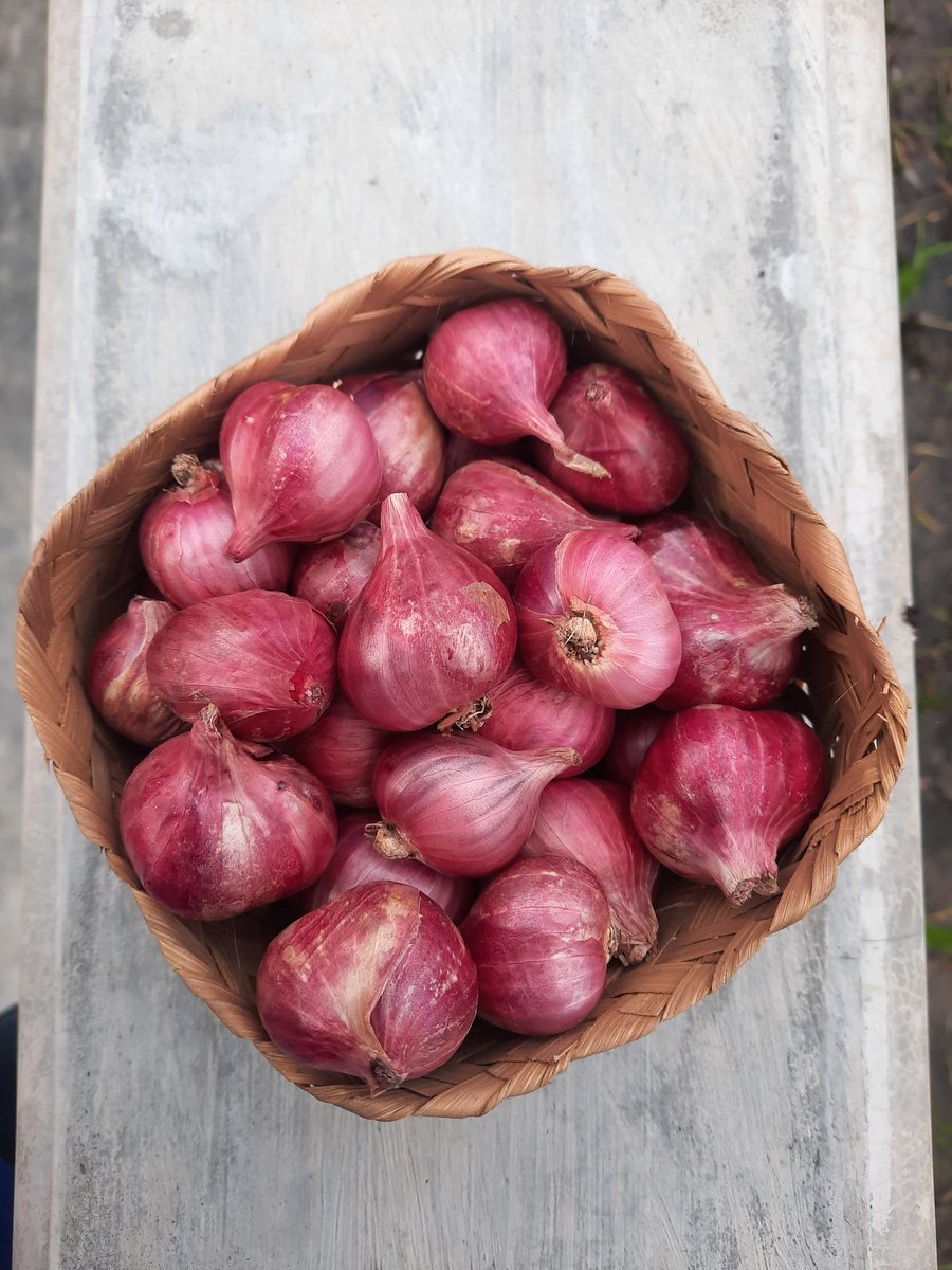 Ronafarm's tweet image. Twitt pertama Rona Farm, hasil bumi untuk memenuhi seisi negri.