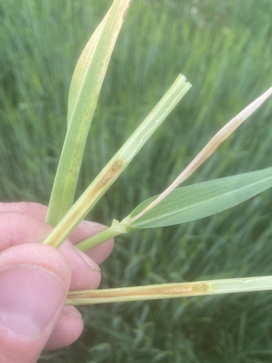 Emmanuel BONNIN tweet media