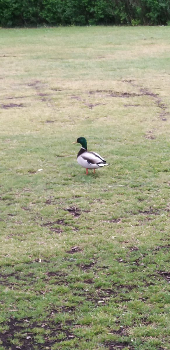 USingh_Bolt's tweet image. #runsome to Arboretum.
#MentalHealthAwarenessWeek is getting close to nature.
This duck is at wrong end of Arbo! 
The lakes are almost 1k in other direction from where it's looking!
@RunSomeHQ