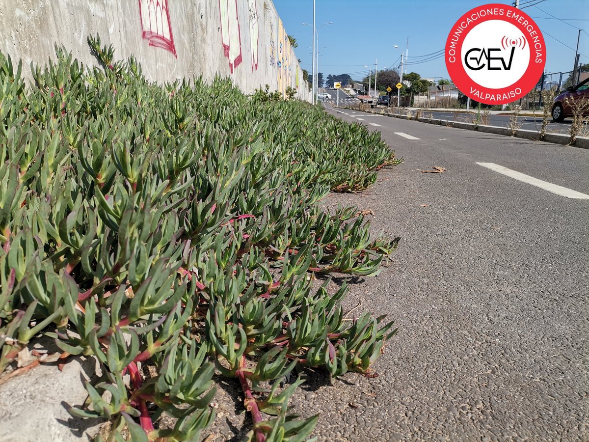 CEValparaiso's tweet image. #ConCon Falta de mantención por crecimiento de Docas en ciclovia ubicada en Av. Río Aconcagua en algunos sectores está cubre una vía 🤷‍♂️ para los ciclistas 
@sjbadbet @ClaudiaOssandon @EmilioRifo @sumonteoficial @FundacionEmilia