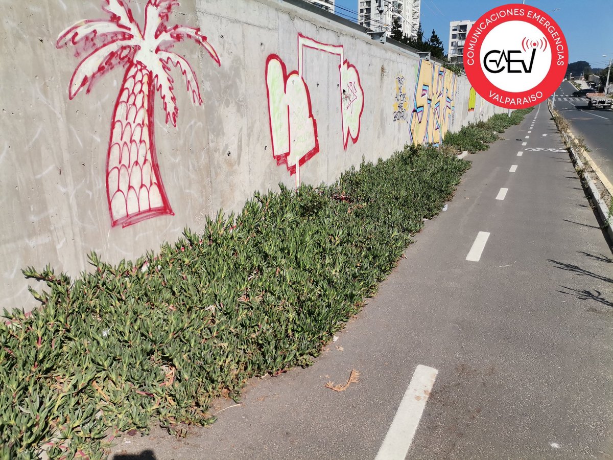 CEValparaiso's tweet image. #ConCon Falta de mantención por crecimiento de Docas en ciclovia ubicada en Av. Río Aconcagua en algunos sectores está cubre una vía 🤷‍♂️ para los ciclistas 
@sjbadbet @ClaudiaOssandon @EmilioRifo @sumonteoficial @FundacionEmilia