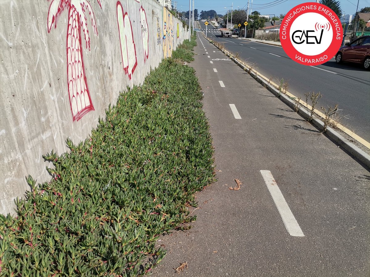 CEValparaiso's tweet image. #ConCon Falta de mantención por crecimiento de Docas en ciclovia ubicada en Av. Río Aconcagua en algunos sectores está cubre una vía 🤷‍♂️ para los ciclistas 
@sjbadbet @ClaudiaOssandon @EmilioRifo @sumonteoficial @FundacionEmilia