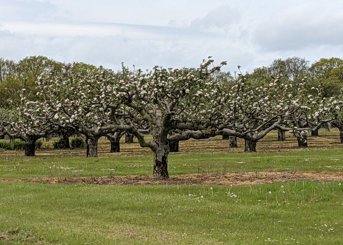 Blossom coming out at Daymens Hill Farm #Essex
