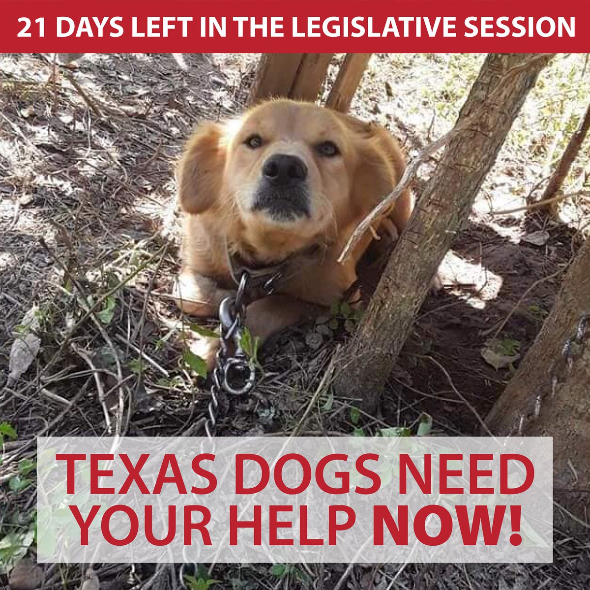 If we don't pass HB 873/SB 474 now, we will have to wait another TWO YEARS to give Texas dogs the shelter they deserve when kept outdoors. Let’s make every second count in getting the Safe Outdoor Dogs Bill (#HB873 &amp; #SB474) passed 💪#txlege