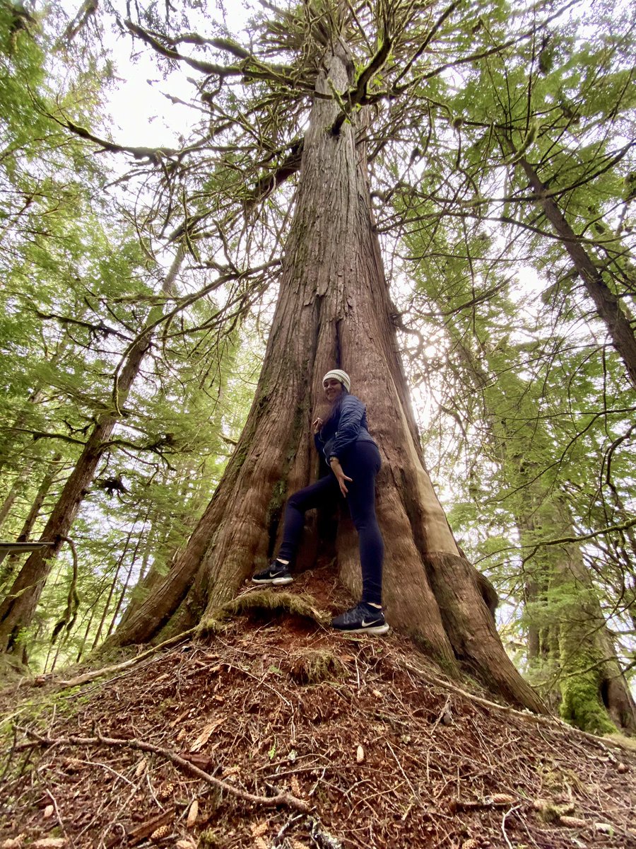 jkwhitaker5's tweet photo. Old growth Cedar 💚 https://t.co/JGvkRVL3g2