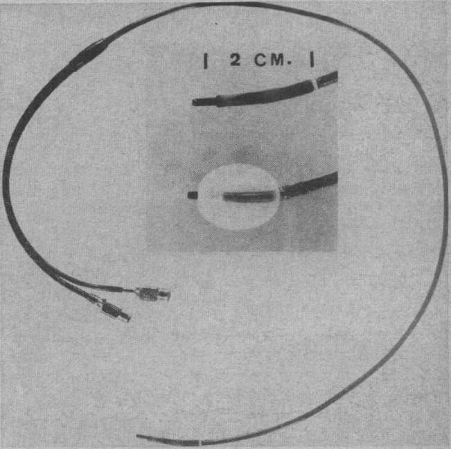 Rashkind first tested his procedure on six littermate puppies, passing a deflated catheter-tipped balloon through the foramen ovale, inflating the balloon, and then rapidly pulling the catheter back across the septum. The results were exactly as Rashkind had hoped.