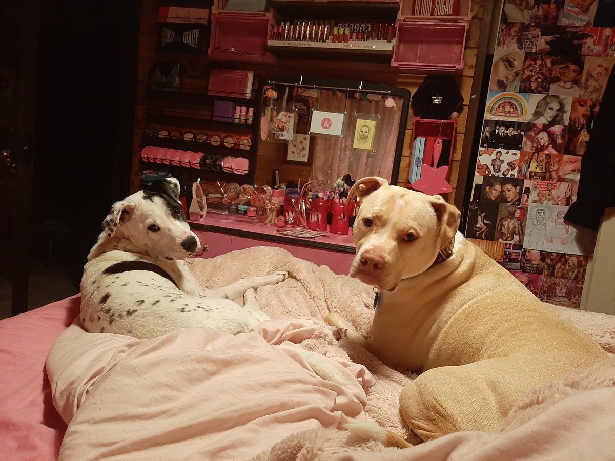Kayla40889591's tweet photo. @JeffreeStar Completely agree, my fur babies are my world 🥰 https://t.co/S5GHUFyjRo