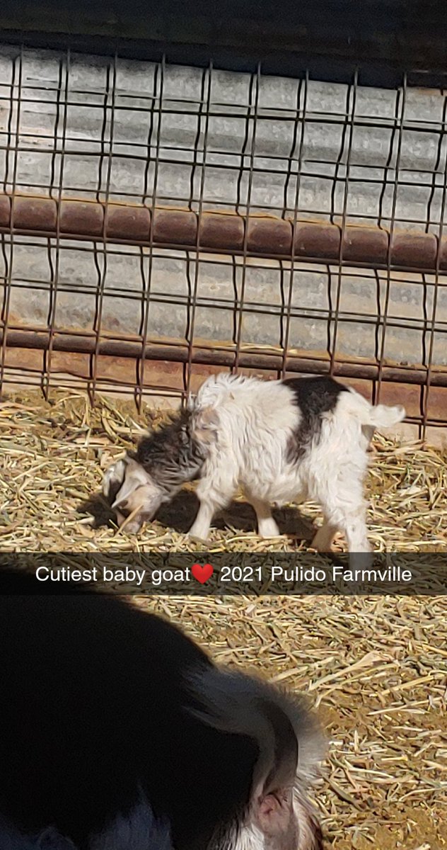 MrsVPulido's tweet photo. My free time since this QT pie was born. Caring &amp; nursing him. His real momma didn't make it 💔 farm town girl 🚜🌾. Thanks for the challenge. I challenge @Chef_Ortiz29
@Physicisphun27 to share what you do on your free time.  #SEHSthebest #saneliNation #rm507 https://t.co/nDwVUqtwk9